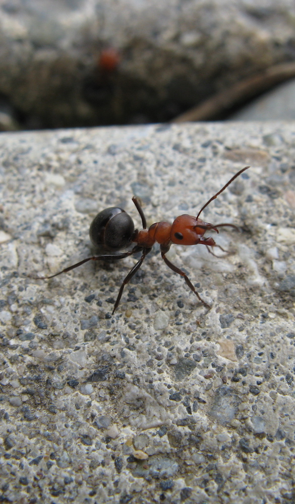 Ant drawn by an Oak and Orca School teacher