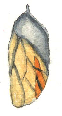 inquiry learning: butterfly lifecycle - coming out of the cocoon - drawn by an Oak and Orca School teacher