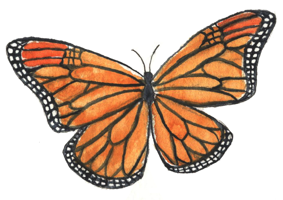 Monarch butterfly drawing