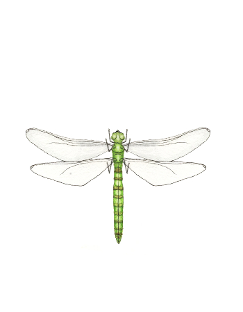 dragonfly drawn by an Oak and Orca school teacher