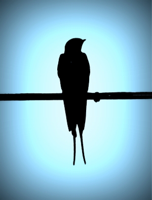 Swallow drawn by an Oak and Orca School teacher